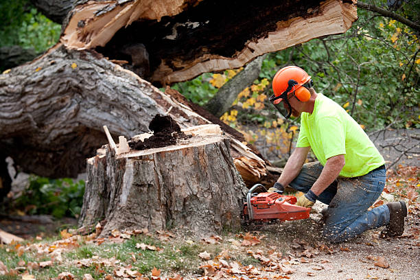 Best Lot and Land Clearing  in Marion, IL