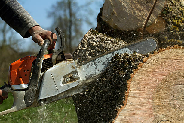 Best Lawn Renovation and Restoration  in Marion, IL