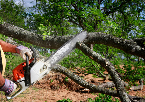 Best Tree Cabling and Bracing  in Marion, IL